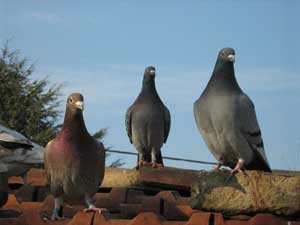 Pigeons voyageurs